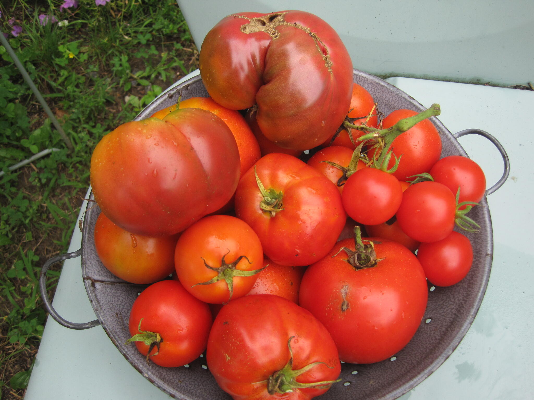 A colander filled with a variety of tomatoes, including large heirloom-style and smaller round tomatoes